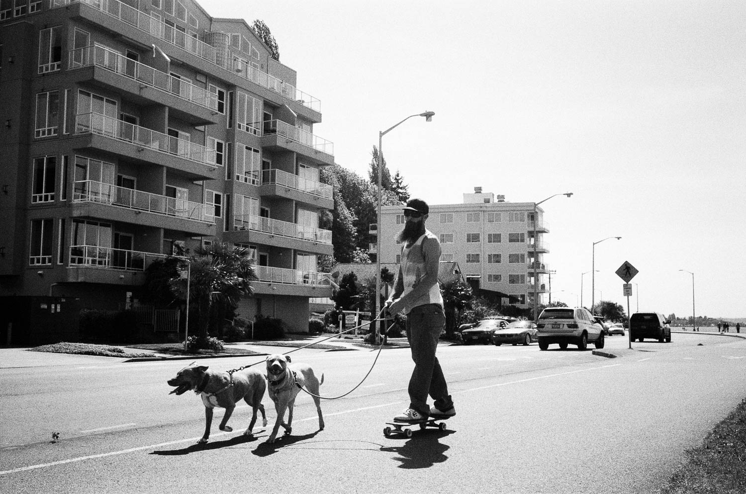 A bearded man on a skateboard being pulled by two dogs