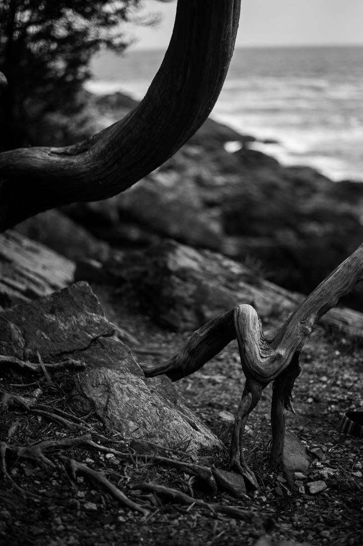 Twisted trees along the Marginal Way