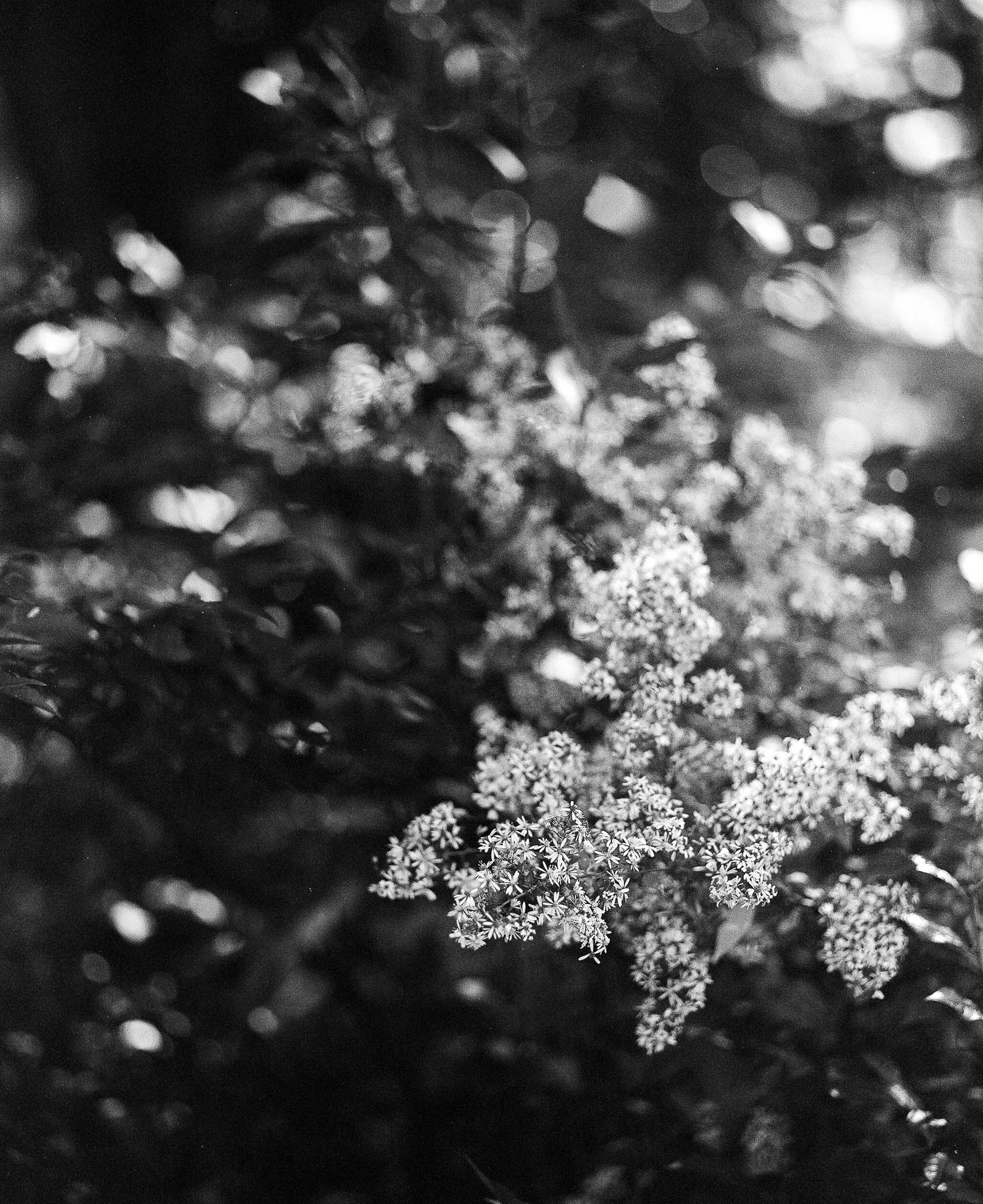 Flowers at Deering Oaks Park in Portland Maine