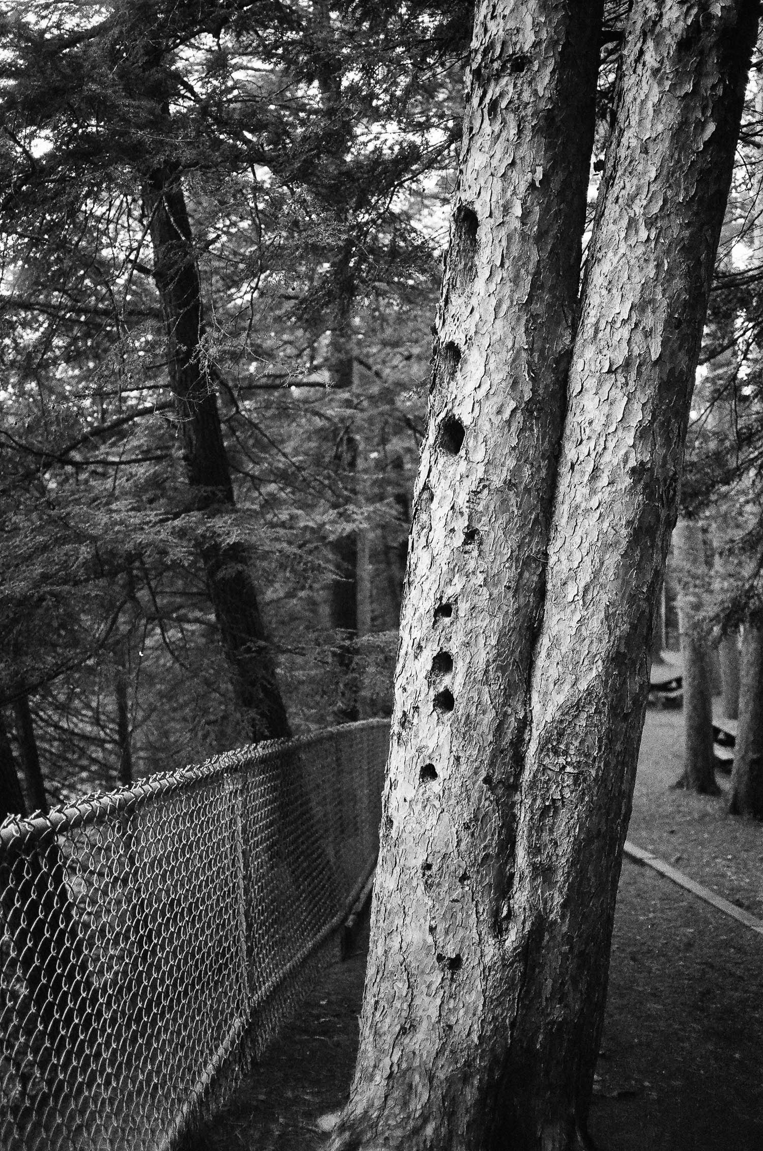 A tree riddled with holes from a woodpecker