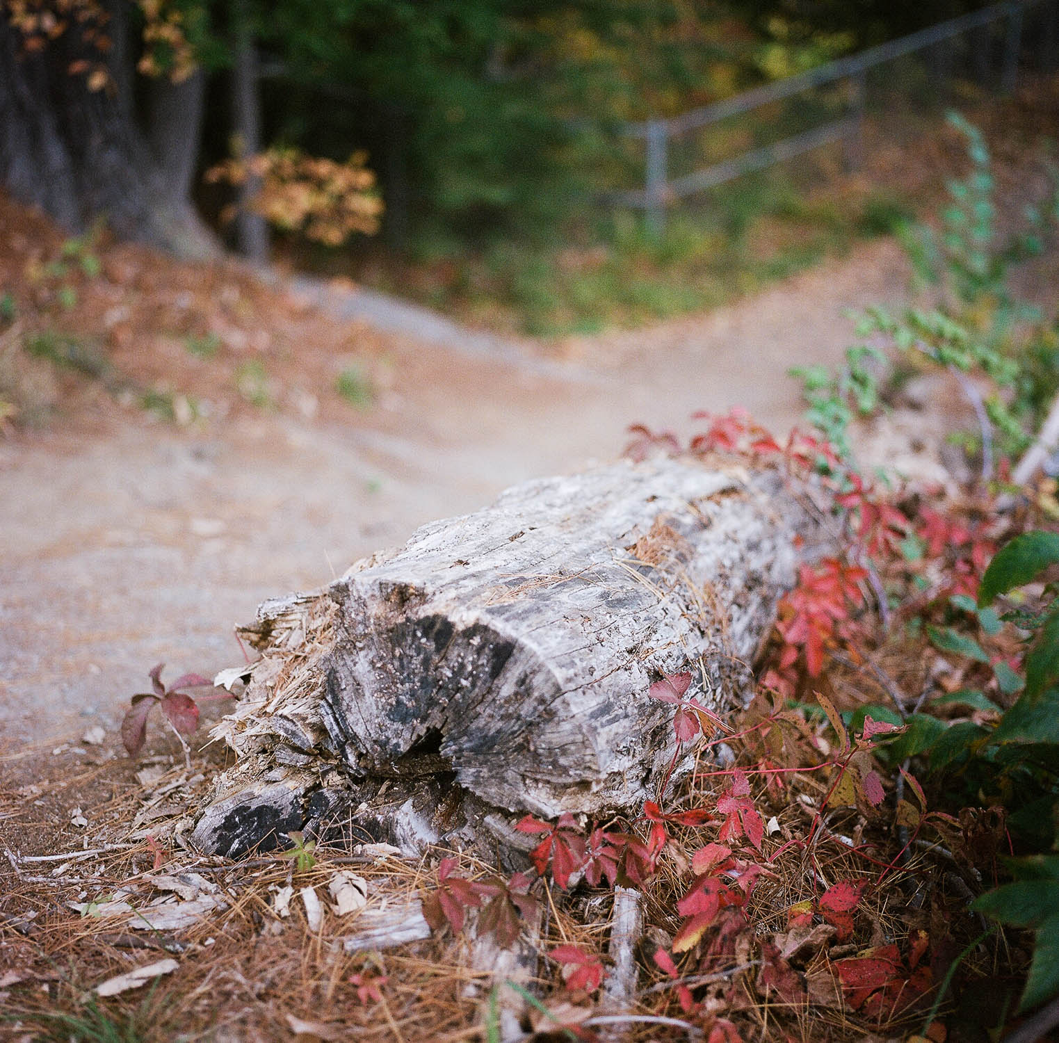 A fallen tree in autumn.