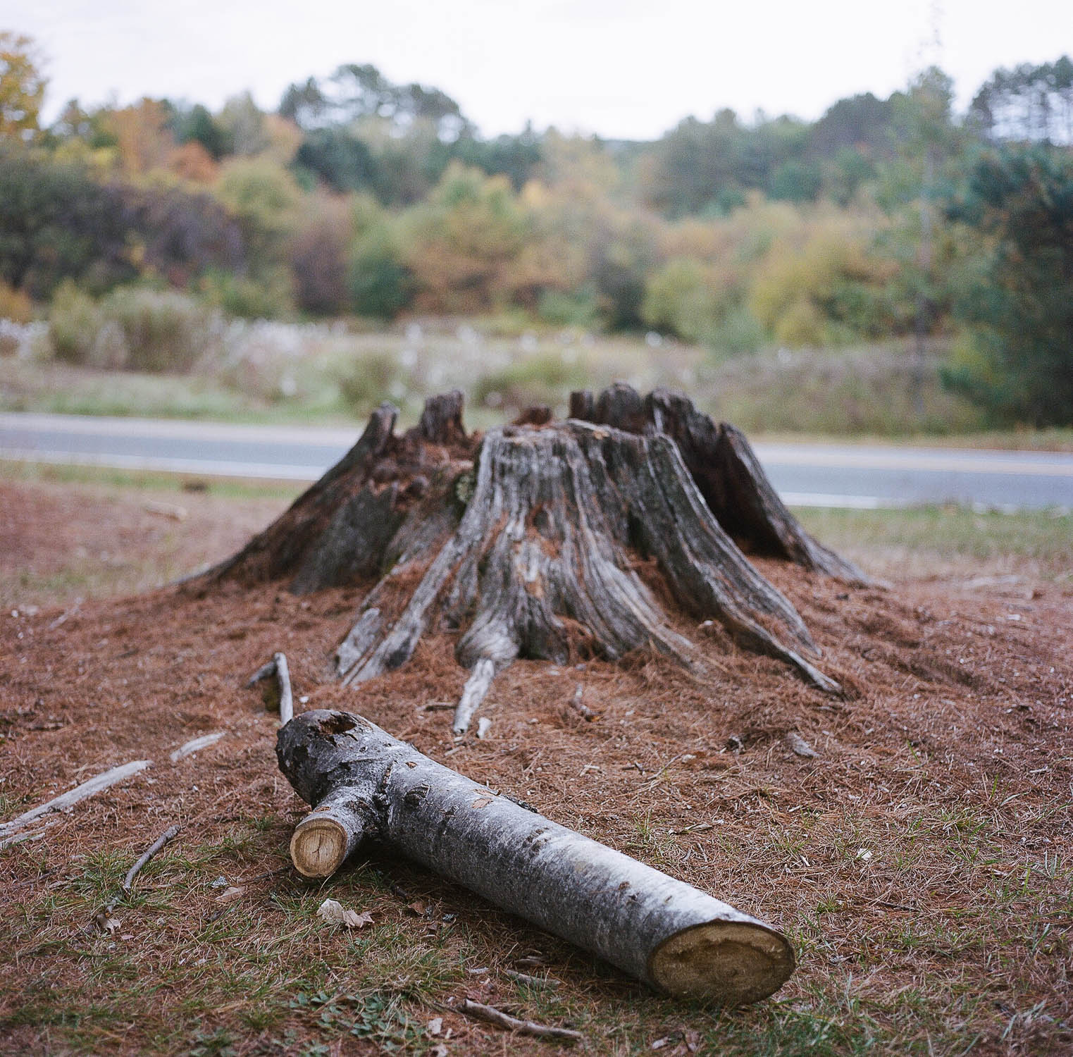 A tree stump near Quechee Gorge