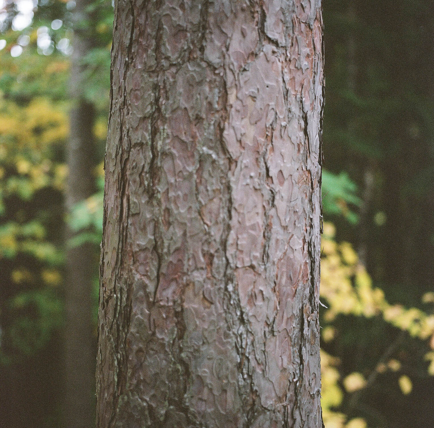 A tree with green and yellow leaves.