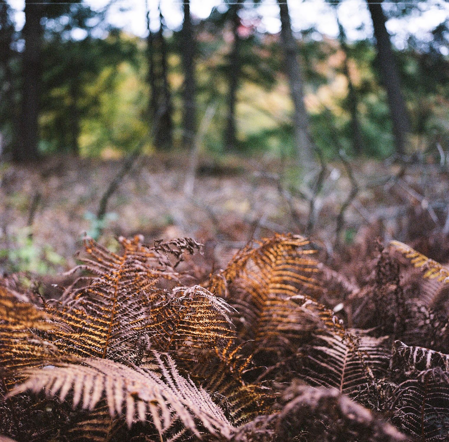 Orange ferns at Quechee Gorge