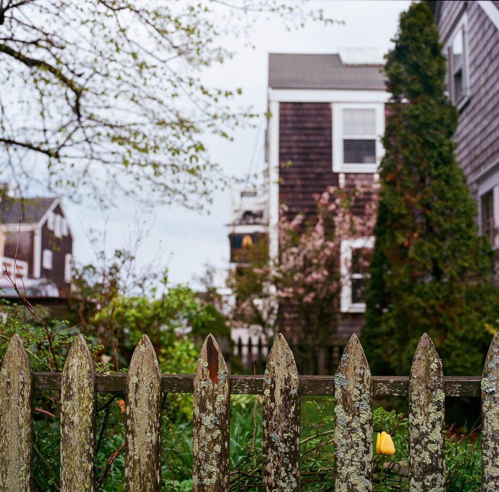 A mossy fence in Nantucket