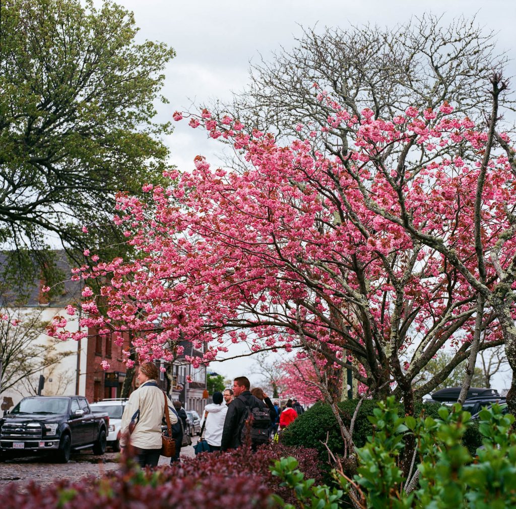 A tree in bloom in Nantucket