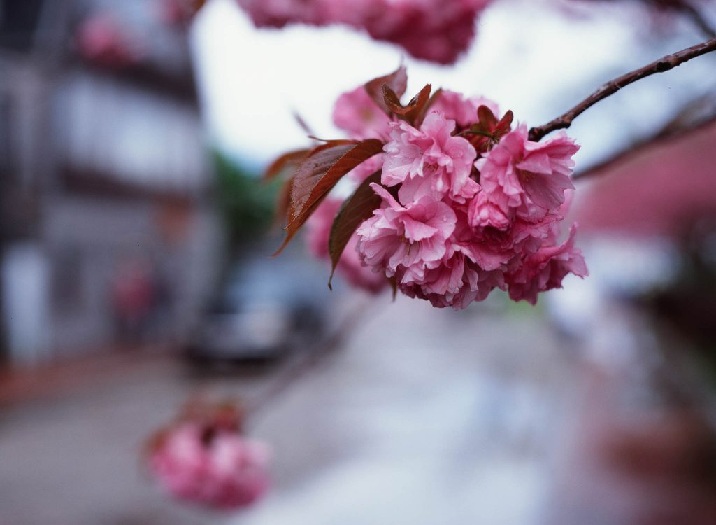 A pink flower in bloom in Nantucket