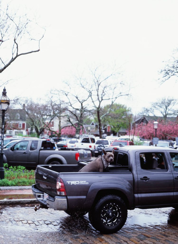 A dog in the back of a pickup truck in Nantucket, MA