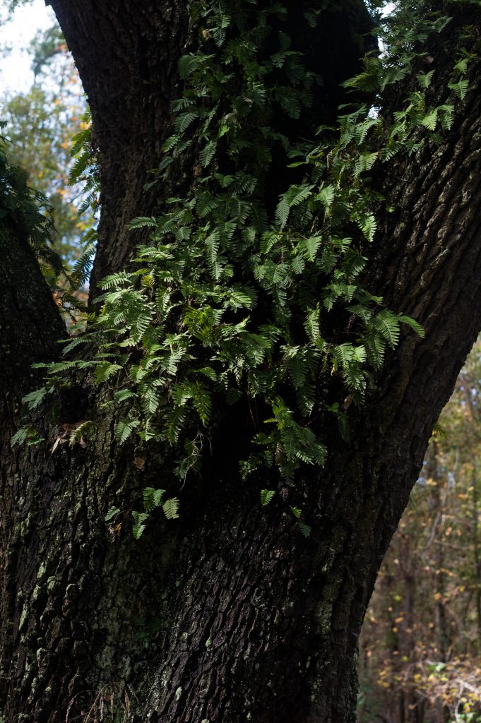 An oak tree at Wormsloe Historic Site