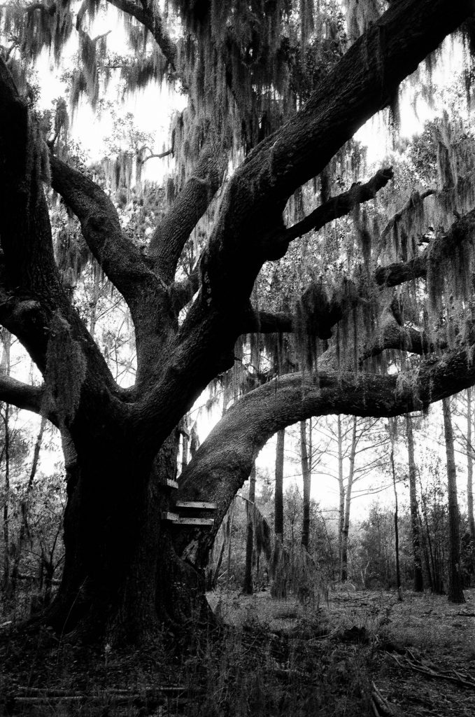 An oak tree covered in Spanish moss in Savannah, Georgia