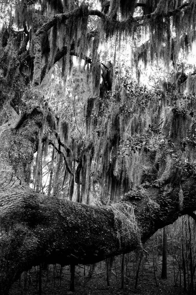 An oak tree covered in Spanish moss in Savannah, Georgia