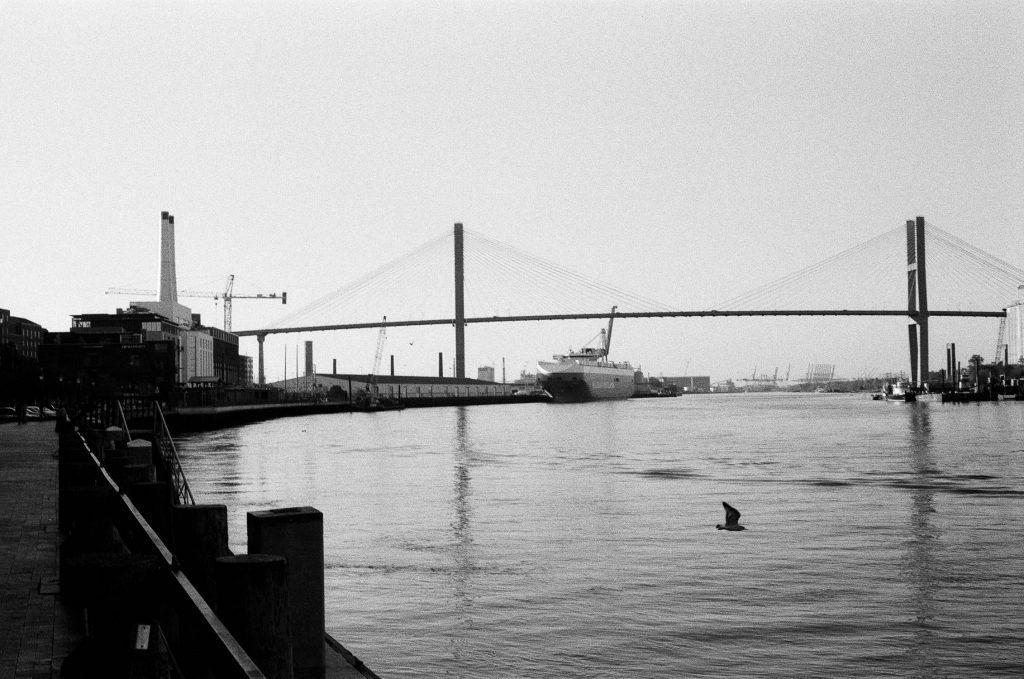 A gull flying beneath the Savannah bridge