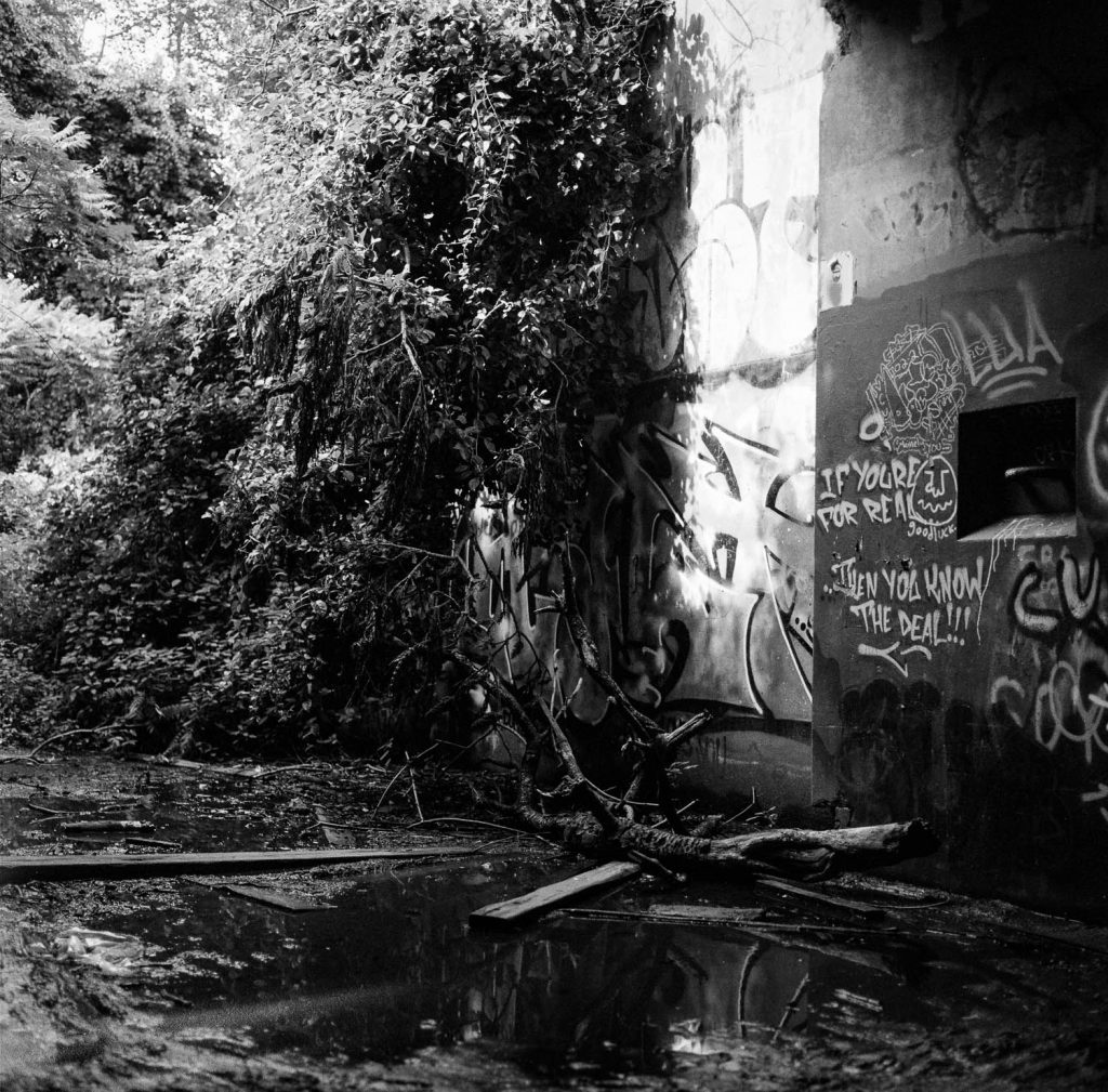 Forest growth covering a graffitied wall of Battery Steele on Peaks Island in Maine